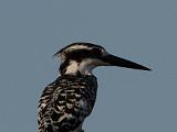 Africa 150 : Africa, Animal, Bird, Botswana, Okavango, Pied Kingfisher, Vumbura Plains